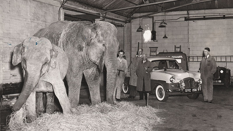 Circus Elephants housed at Willcocks Engineering